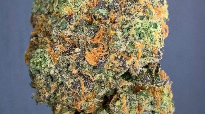 Blue Slush Marijuana Strain Type, Flavour, Uses, Side effects, price and Reviews