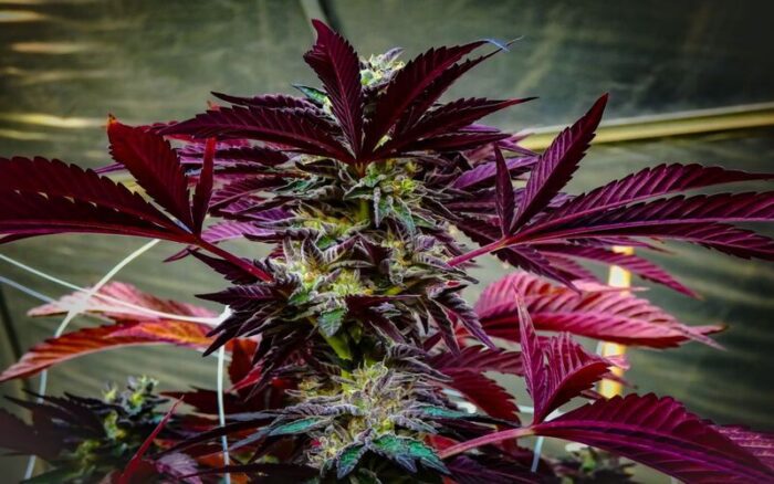 Devils Lettuce Marijuana Strain Type, Flavour, Uses, Side effects, price and Reviews