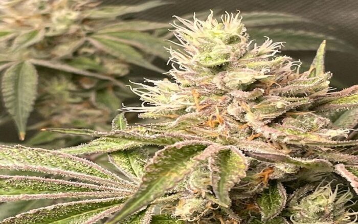 Funky Charms Marijuana Strain Type, Flavour, Uses, Side effects, price and Reviews