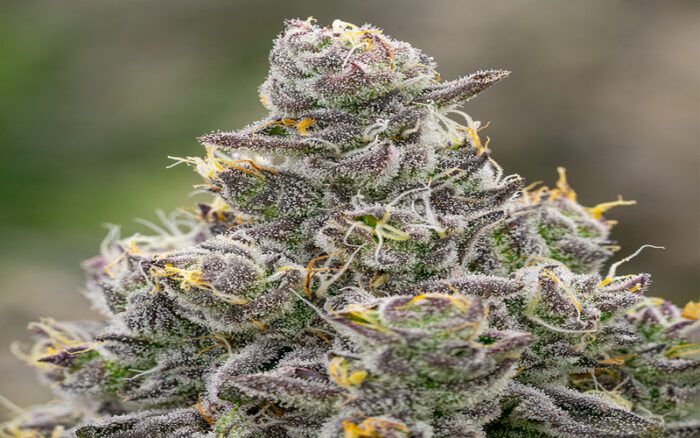 Grapes And Cream Marijuana Strain Type, Flavour, Uses, Side effects, price and Reviews