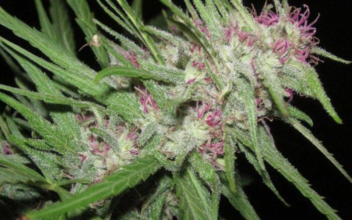 Purple Octane Marijuana Strain Type, Flavour, Uses, Side effects, price and Reviews
