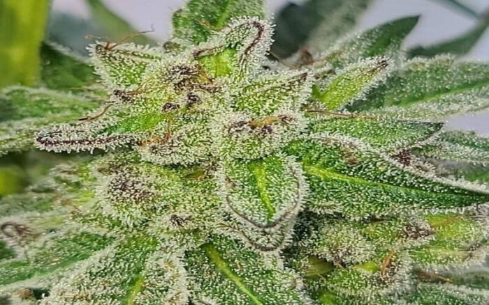 Strawberry Runtz Strain Review Type, Flavour, Uses, Effects and Price